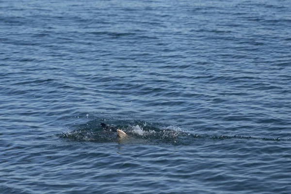 Gabbiani Nel Mar Nero — Foto Stock