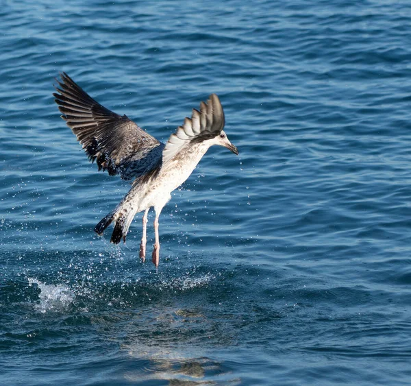 Måsar Svarta Havet — Stockfoto