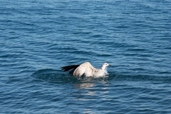 Seagulls Black Sea — Stockfoto