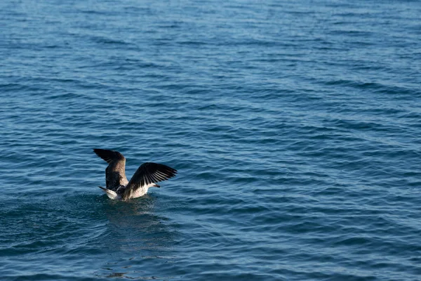 Чайки Черном Море — стоковое фото