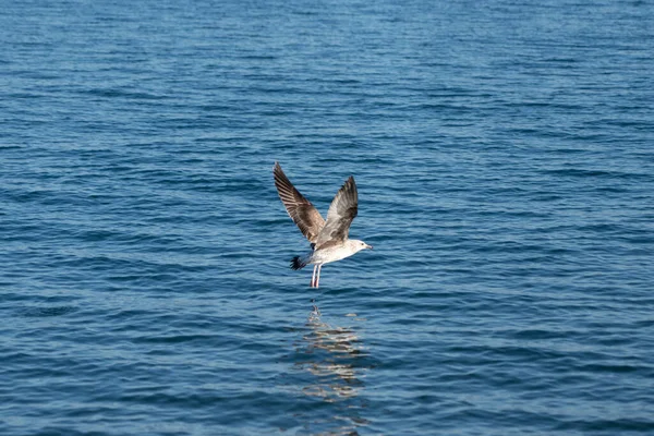 Seagulls Black Sea — стоковое фото