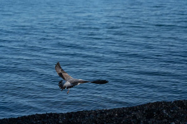 Måsar Svarta Havet — Stockfoto