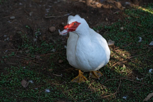 Pájaro Con Pico Rojo Parque Ciudad —  Fotos de Stock