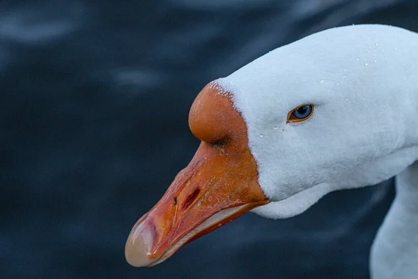 Niesamowite Duck Blue Eyes Pływanie Jeziorze — Zdjęcie stockowe