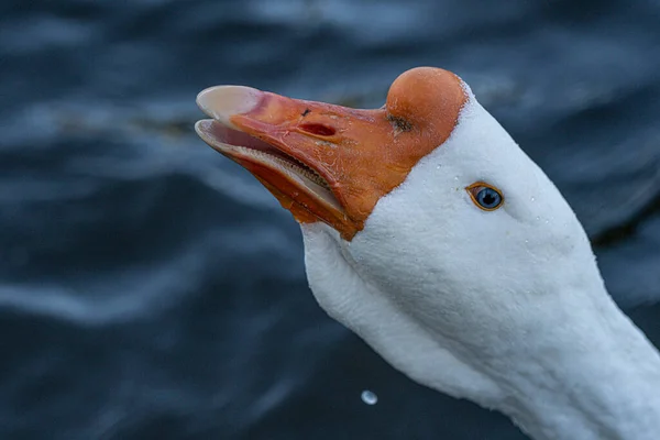 Amazing Duck Blue Eyes Swimming Lake — Fotografia de Stock