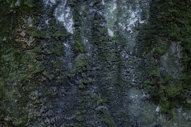 textured background in the form of an old wall covered with moss