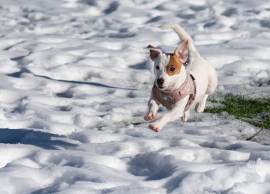 Küçük köpek parkta karda koşar.