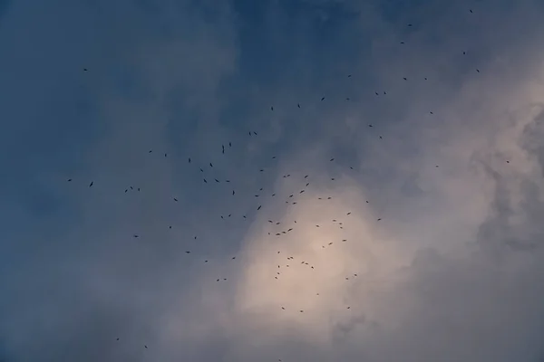 Pássaros Voam Contra Céu — Fotografia de Stock