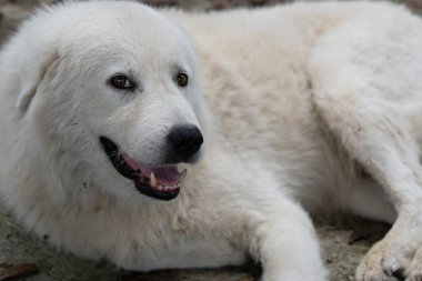 Güzel, beyaz, büyük bir köpeğin ağızlığı.