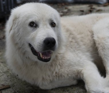 Güzel, beyaz, büyük bir köpeğin ağızlığı.