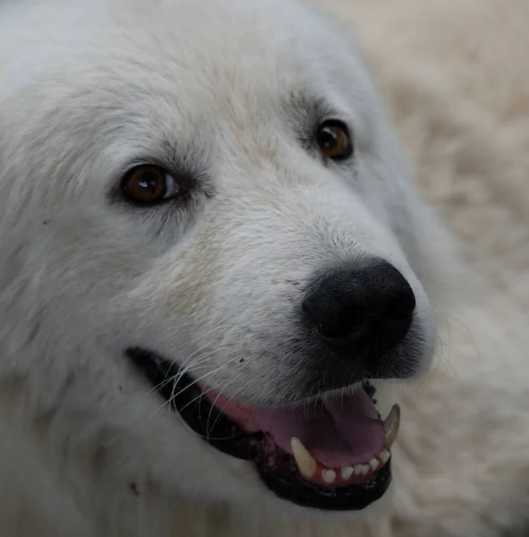 Muzzle Beautiful White Big Dog — Stock Photo, Image