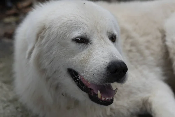 美しい白い大きな犬の銃口 — ストック写真