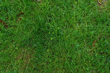 Parkta yeşil çimen şeklinde güzel bir arka plan.