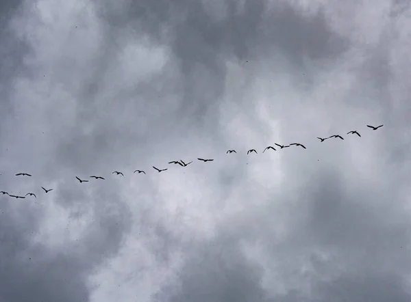 Pássaros Voam Após Outro Contra Céu — Fotografia de Stock