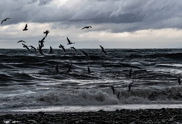 Pássaros Voam Sobre Mar Uma Tempestade — Fotografia de Stock