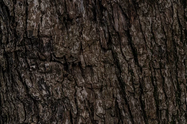 Texture Background Form Tree Trunk — Stock Photo, Image