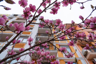 Batumi, Gürcistan - 2 Şubat 2022: Manolyalar şehir caddesinde çiçek açtı