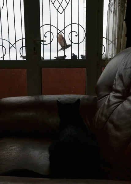 Кіт Спостерігає Птахами Вікном — стокове фото