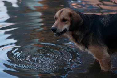 Batumi şehrinde sokak köpeği