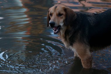 Batumi şehrinde sokak köpeği