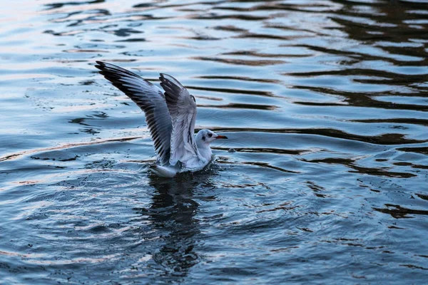 Måsar Sjön Batumi — Stockfoto