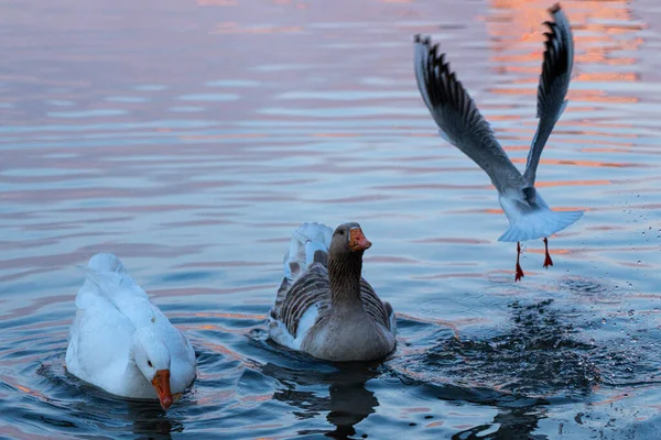 Gaviotas Lago Batumi —  Fotos de Stock