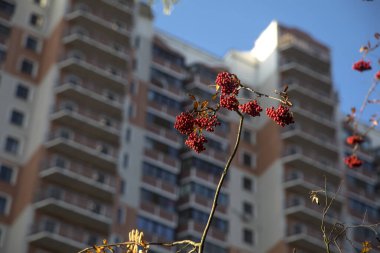 Sonbahar ormanlarında kırmızı böğürtlen dallarda yetişir. Renkli sonbahar meyveleri. Güzel doğa. Altın sonbahar.