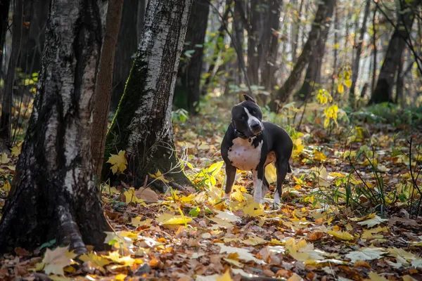 A beautiful dog stands in the rays of light in the autumn forest. American Staffordshire Terrier. Black and white dog. Colorful autumn landscape. Light beams. Yellow and orange leaves. Golden autumn.
