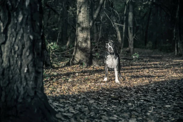 Красивая Собака Стоит Лучах Света Осеннем Лесу Американский Стаффордширский Терьер — стоковое фото