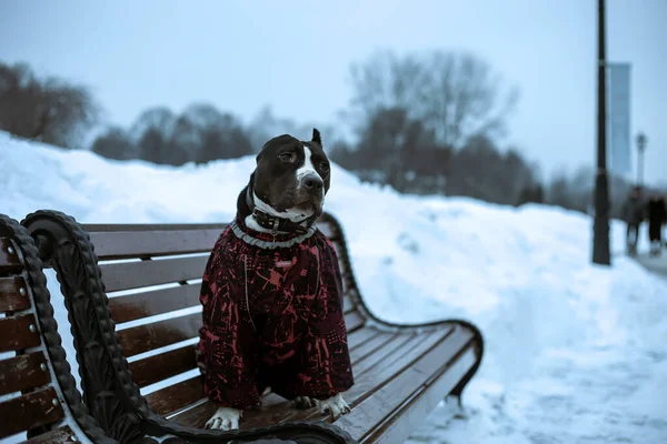 Beautiful Dog Sits Bench Winter Landscape Background American Staffordshire Terrier — Stock Photo, Image