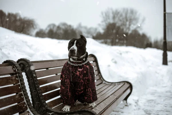 Beautiful Dog Sits Bench Winter Landscape Background American Staffordshire Terrier — Stock Photo, Image