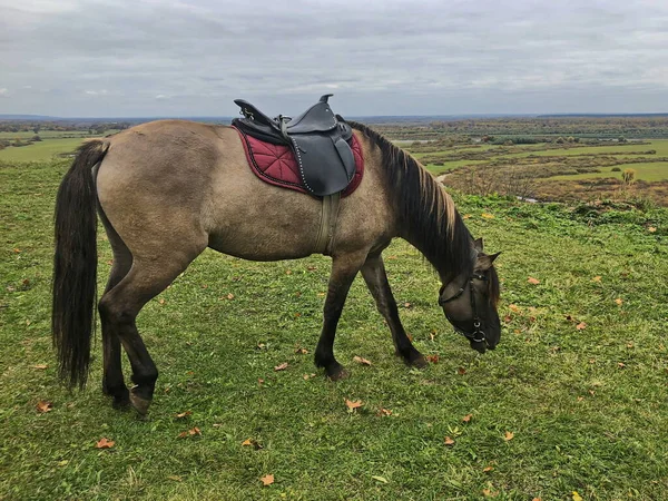 Saddled Horses Graze Anticipation Riders — Stock Photo, Image