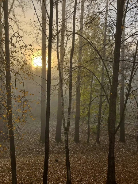 Sonbahar Parkında Sisli Bir Sabah — Stok fotoğraf