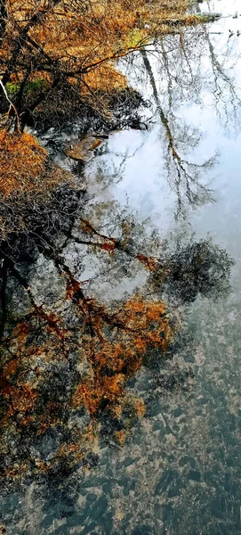 Reflet Forêt Automne Dans Eau — Photo