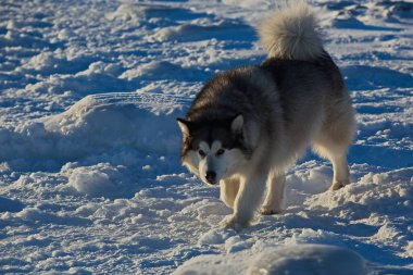 Malamute on a walk in the coastal ice.