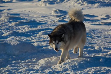 Malamute on a walk in the coastal ice.