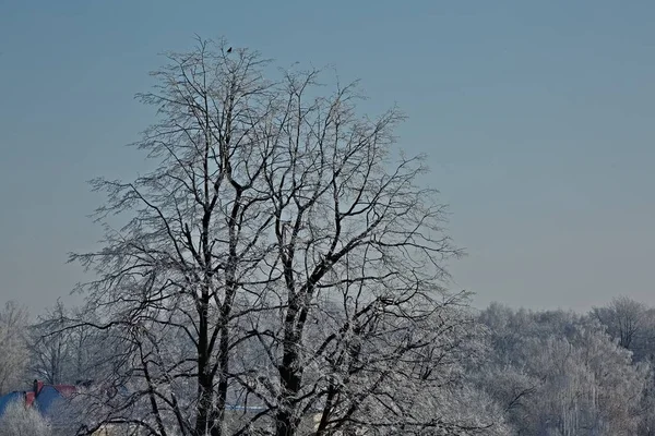 Frosty Day Outskirts Moscow — Stock Photo, Image