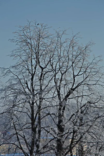 Frosty Day Outskirts Moscow — Stock Photo, Image