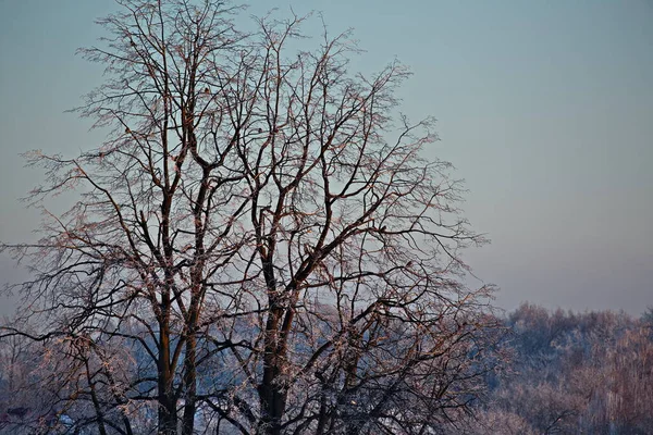 Απαλό Φως Του Ηλιοβασιλέματος Μιας Παγωμένης Μέρας Στα Περίχωρα Της — Φωτογραφία Αρχείου