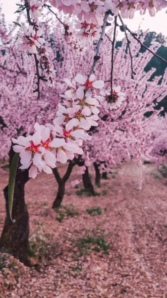Field Blooming Almond Trees February Pink Almond Blossoms — Stock Photo, Image