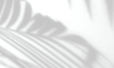 Resim, poster, kırtasiye, duvar sanatı ve tasarım sunumu için bir palmiye yaprağının nötr beyaz arkaplan üzerindeki gri gölge etkisi
