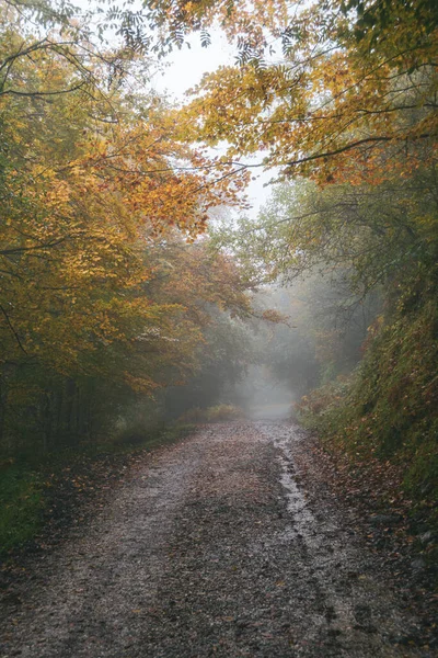 Estrada Floresta Dia Outonal Chuvoso Nebuloso Astúrias Espanha — Fotografia de Stock