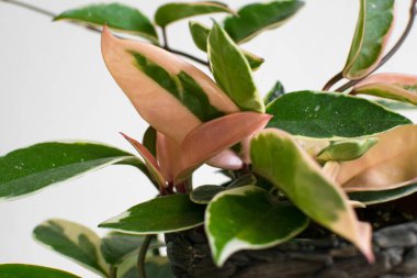 Hoya carnosa varyasyonunun çeşitlendirilmiş yaprakları beyaz arka planda 