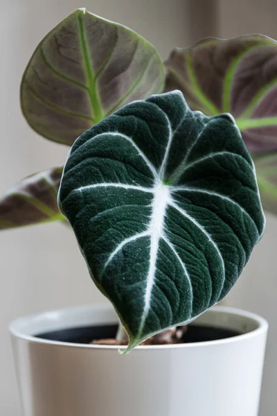 Alocasia Reginula Musta Sametti Lehti Trooppinen Ruukkukasvi Valkoisella Pohjalla Eksoottinen — kuvapankkivalokuva