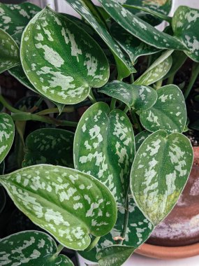 Pencere pervazında saten pothos (scindapsus pictus) bitkisi.