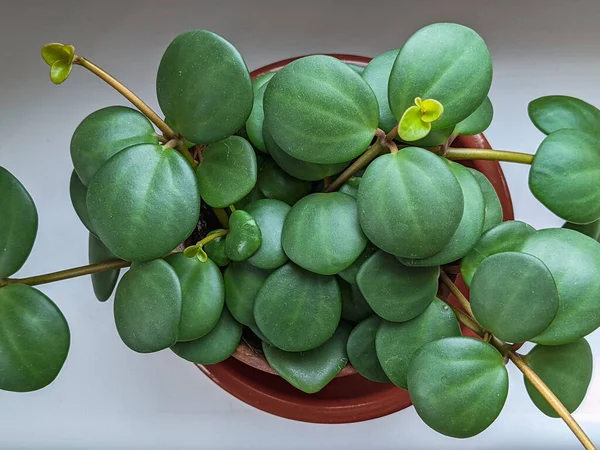 Peperomia Tetraphylla Hope 창가에 화분에 있습니다 — 스톡 사진