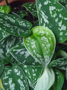 Saten pothos (scindapsus pictus) bir pencere pervazında beyaz bir çömlek içinde. Yapraklarında gümüş lekeler olan çekici bir bitkinin sarmaşıkları..