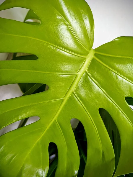 Primer Plano Una Nueva Hoja Monstera Deliciosa — Foto de Stock