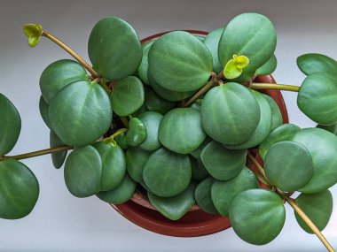 Peperomia tetraphylla 