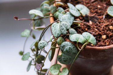 Ceropegia woodii, 